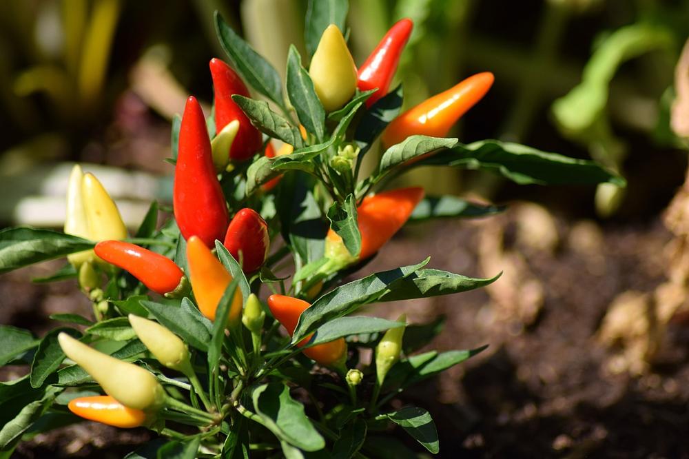 colorful bell peppers