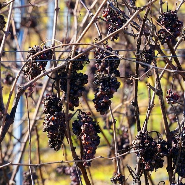 raisin-assortment-17b44b7739fd42c084e2f6682ca2aa04