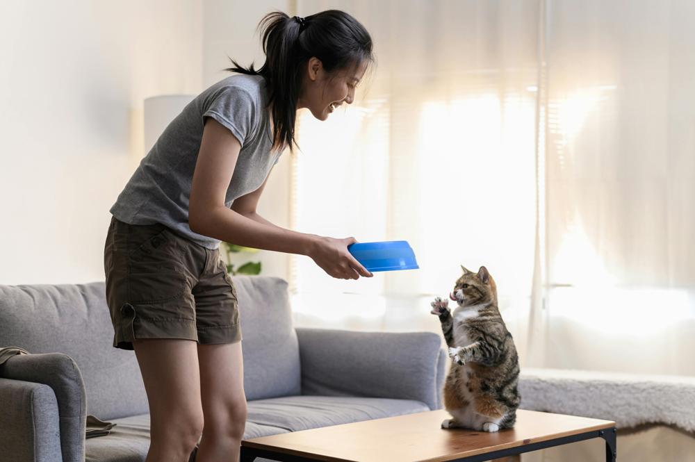 healthy cat