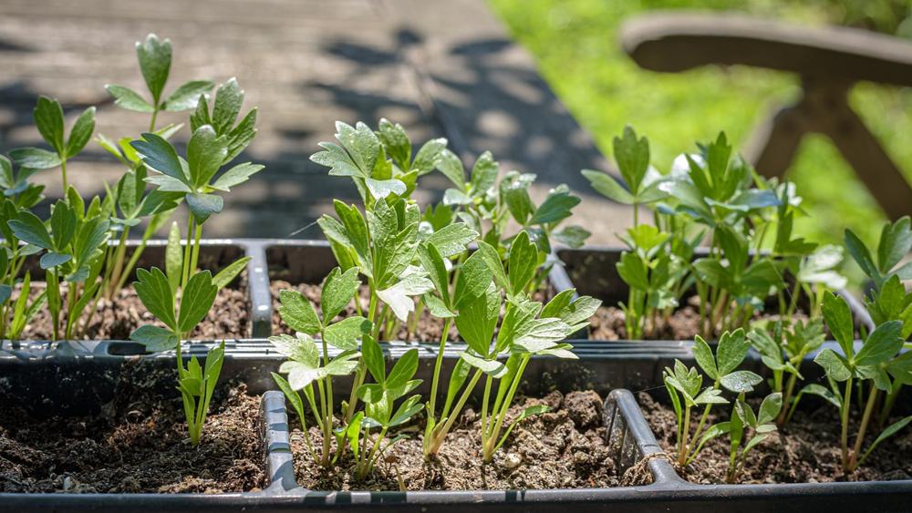 lovage recipe