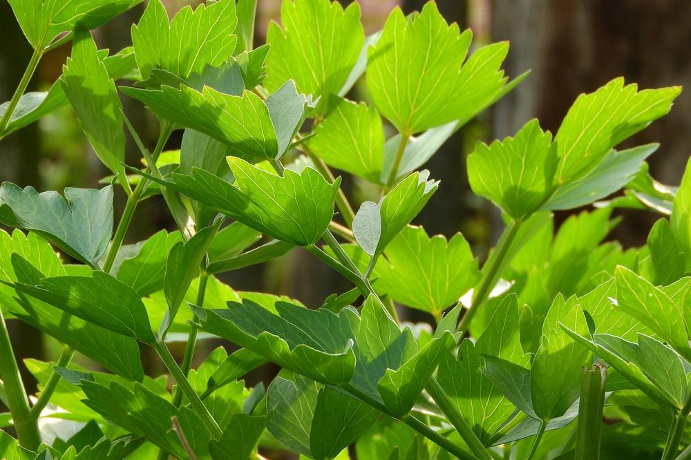 lovage recipe