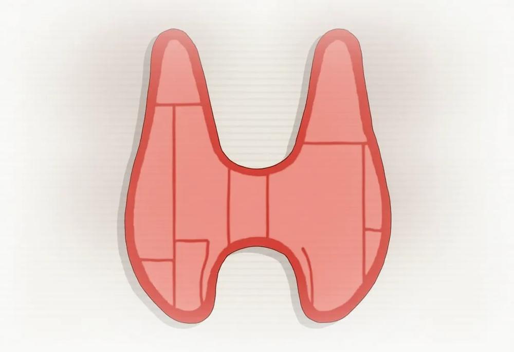thyroid gland